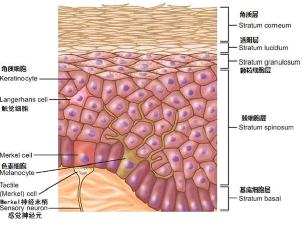 孚美达乳膏是如何淡化皮肤色素的？